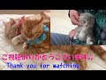 【おててないないの歌】おててないないの歌 by ラテ王子編【保護猫】The song of Otenai by Latte Prince