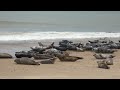 Cute Grey Seals and Grey Seal pups in Norfolk