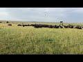 large African buffalo herd