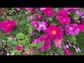 🌹 UK Famous David Austin Roses Garden Tour 4K | Victorian & Renaissance Gardens Walking Tour