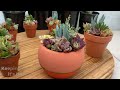 Do Succulent Plants Like To Be Crowded & How To Care For Them