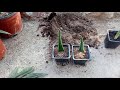 How to grow Aloe Vera from single leaf 100% root