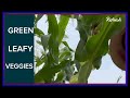 Green Leafy Veggies: harvesting white corn, red corn