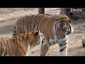 ☆대박☆ 애들 상태 살피러 온 사육사님을 한눈에 알아본 무궁이의 찐감동 반응 Tiger recognizes its zookeeper