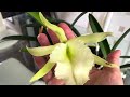 Orchid Spotlight_ cattleya digbyana x brassavola nodosa