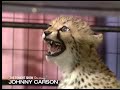 Joan Embery’s Cheetahs Are Not Fans of Johnny | Carson Tonight Show