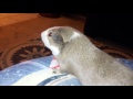 Watching guinea pig videos with a guinea pig.