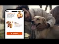 Swiggy Pawlice: A Heartwarming Feature to Help Find Lost Pets