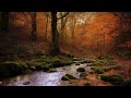 Fall River - 3 hours of water flowing, lapping - relaxing autumn nature ambience