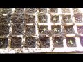 problem i found sowing tobacco seeds
