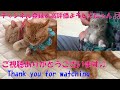 【保護猫の記録】ココ（保護猫）が我が家に来てから１０日が経ちました　It's been 10 days since Coco (protected cat) came