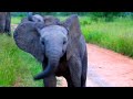Funny Baby Elephants Think They're Scary...Taunts tourists