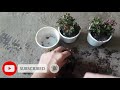 How to propagate and care for Alternanthera Kutsarita or Calico Plant