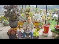 Identification - Top 10 Succulents Can Easily Grow into HUGE SUCCULENTS! // Joy Garden