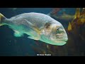 The Best 4K Aquarium - The Stunning And Colorful Sea Creatures With Relax Moods Music