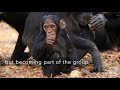 Little Joey: A Baby Chimp Story