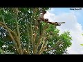 Cưa cây Xoài siêu nhánh / Sawing super-branched Mango trees | T648