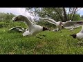 SEAGULL MADNESS - LOKKIT MÄSSÄILEE (slowmotion seagulls flying and eating)