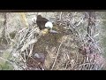 Eaglet either has good aim or bad positional awareness.