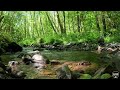 Serene Rainforest Creek | 80 Minute Relaxation | Running Water & Birds 🌳🐦