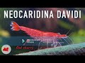 All About NeoCaridina Shrimp (Dwarf Shrimp)