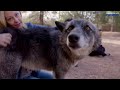 Baby Wolf Dog Bounces Back After Rough Start | The Dodo Comeback Kids  | The Dodo Comeback Kids