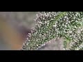 New Cannabis Strain 2024 - White Amnesia (Amnesia X White Widow) Week 8 of Flower