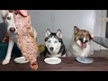 Husky Pounces on Vegetables Like Meat! Dogs Tasting Foods