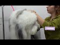 Instead Of A DOODLE... | Vivian The Old English Sheepdog