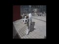 🐶🙀 So Funny! Funniest Cats and Dogs ❤️🐕 Best Funny Animal Videos 2024 # 20