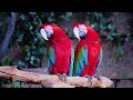 WILDLIFE 4K - Healing Music for Anxiety Disorders, Fears - Positive Energy