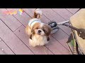 시츄 코코 🐶 • 귀여운 강아지 🐾 • 일상 🌤 • 브이로그 🌈 • Vlog 🍒 • 강아지 간식 쇼핑 🛍  • 무인 애완용품점 구경 🦴 • Shih Tzu Dog✨