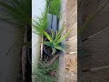 Aloe Plant I'm nurturing..