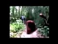 monke chases you infinite loop (is you loop the video)