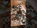 Sorting Sea Shells