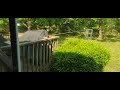 A dove on our back deck