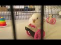 Boo the Budgie Dances with his Penguin