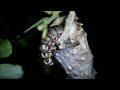 Lagarta (Psychidae) à noite no casulo