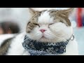 12 hours of healing sleep music for cats: Anxiety-relieving music for cats left alone at home