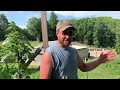 Let's Talk About Corn on the Homestead | Homestead Vlog | July 3, 2023