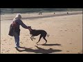 Flynn - the retired greyhound running on the beach.