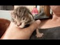 Tiny newborn kitten found alone in a box waking up purring