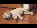 Labrador puppy's first week home