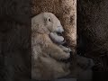 Polar Bear Cubs Update - Adorable! | Toledo Zoo