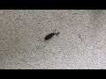 Ant vs. Beetle