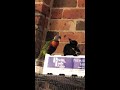 Rainbow lorikeet speaking to a magpie