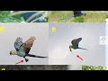 Hyacinth Macaws Run a Unique Seed-Distribution Service | Wild to Know
