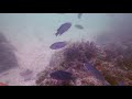 Deadmans Reef Laguna Beach CA,