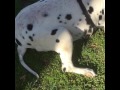 Jake at the park!