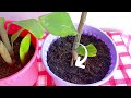 ZZ plant water and soil propagation method| Various propagation results of ZZ plant